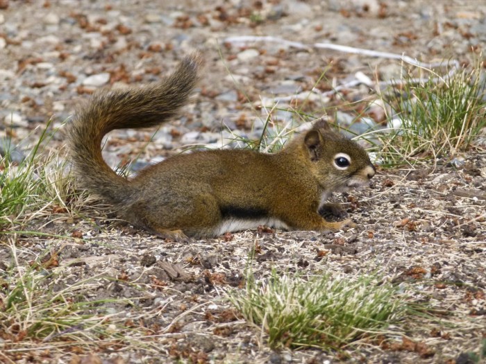 Free Images : nature, forest, animal, wildlife, mammal, eat, rodent ...